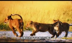 爱游戏在线-雄狮咆哮！汉堡力克对手，取得难以置信的胜利的简单介绍